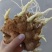 《山东姜种》优质山农一高产姜种/脱毒姜种/上门指导/价优