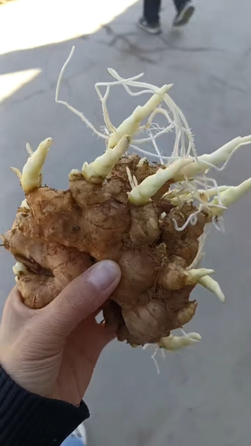 《山东姜种》优质山农一高产姜种/脱毒姜种/上门指导/价优
