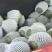 1实推陕西蒲城西瓜938吊兰西瓜小吊瓜基地直供联系