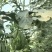1实推陕西蒲城西瓜938吊兰西瓜小吊瓜基地直供联系