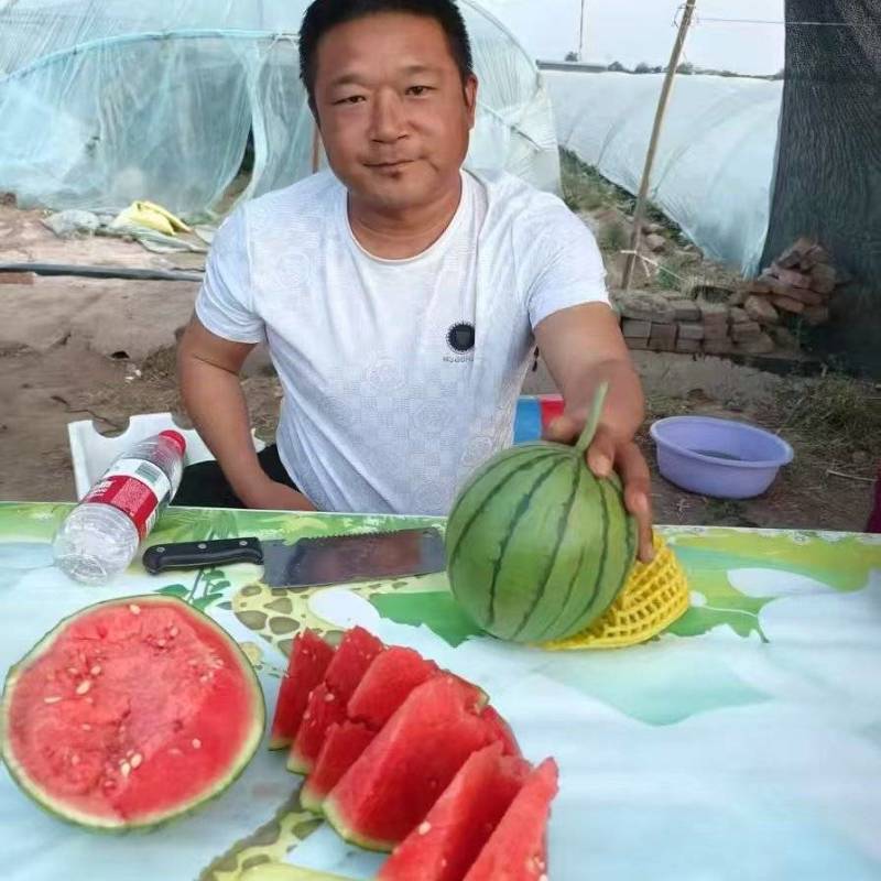 1实推陕西蒲城西瓜938吊兰西瓜小吊瓜基地直供联系