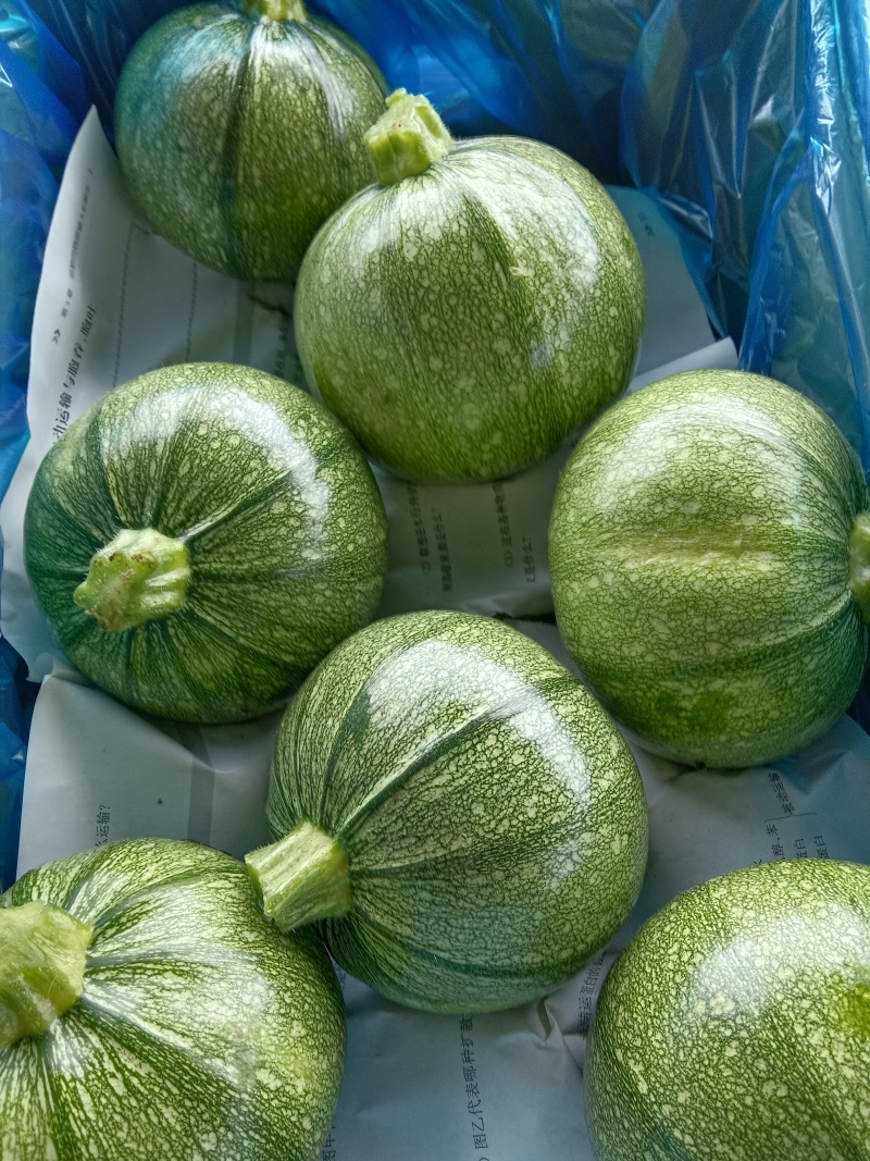 精品圆葫芦！产地直发，量大从优！欢迎来电咨询！