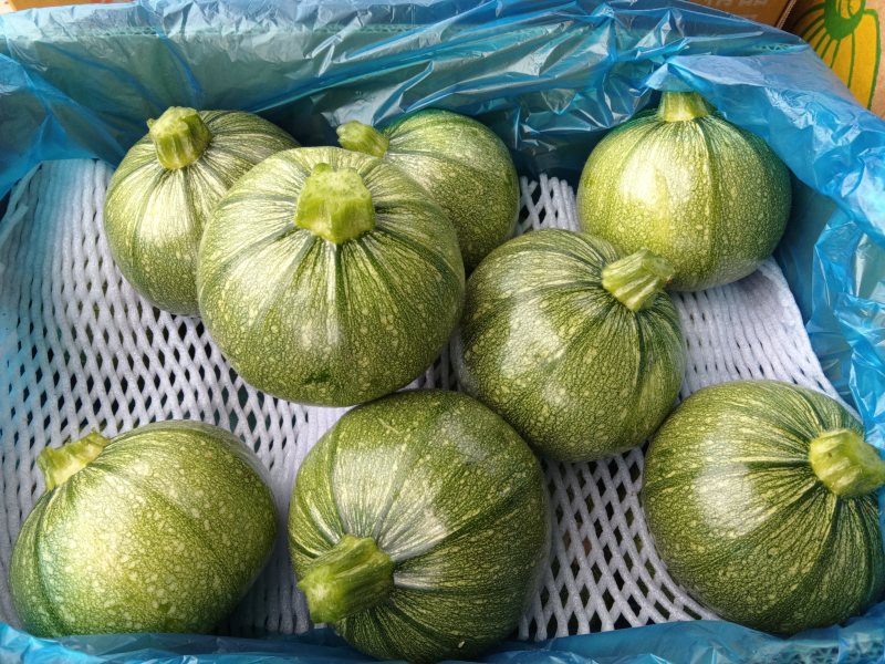 精品圆葫芦！产地直发，量大从优！欢迎来电咨询！