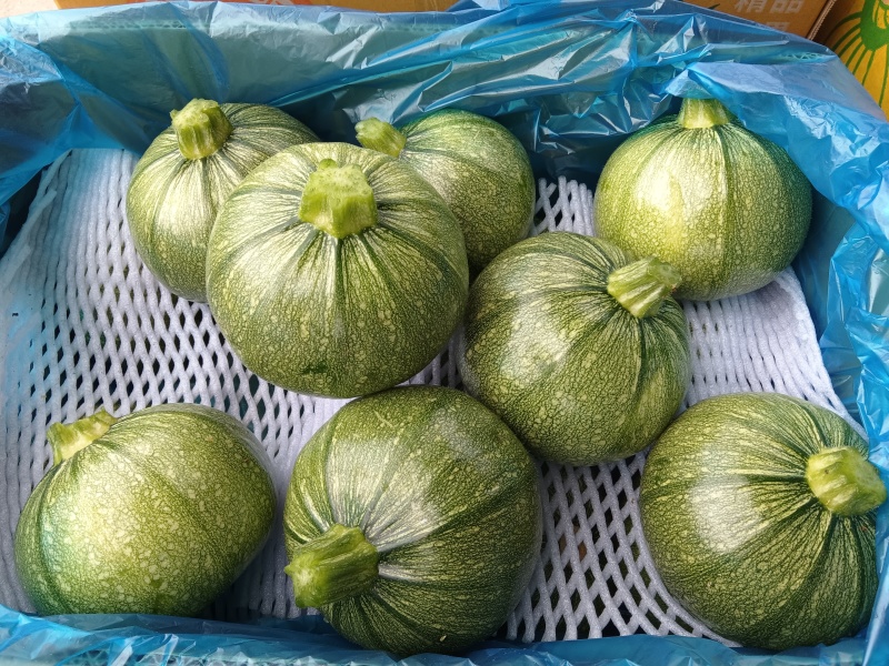 精品圆葫芦！产地直发，量大从优！欢迎来电咨询！