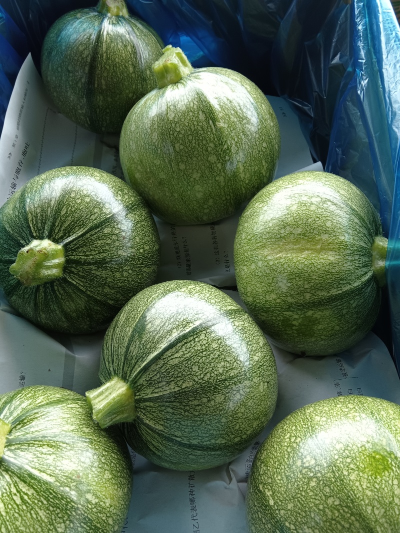 精品圆葫芦！产地直发，量大从优！欢迎来电咨询！
