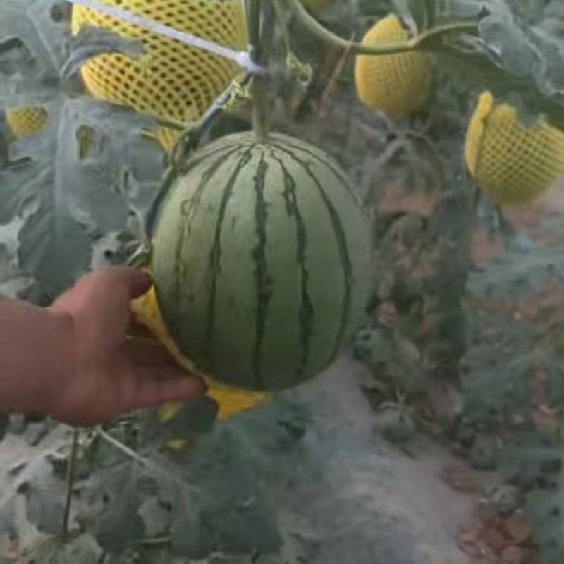 1陕西蒲城小糖丸西瓜小吊瓜货源充足价格实惠欢迎联系