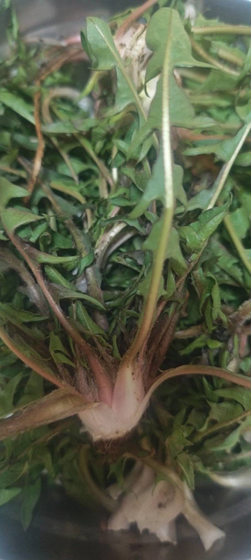 野生蒲公英