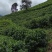 我卖的是纯手工绿茶制作，自家茶园采摘！