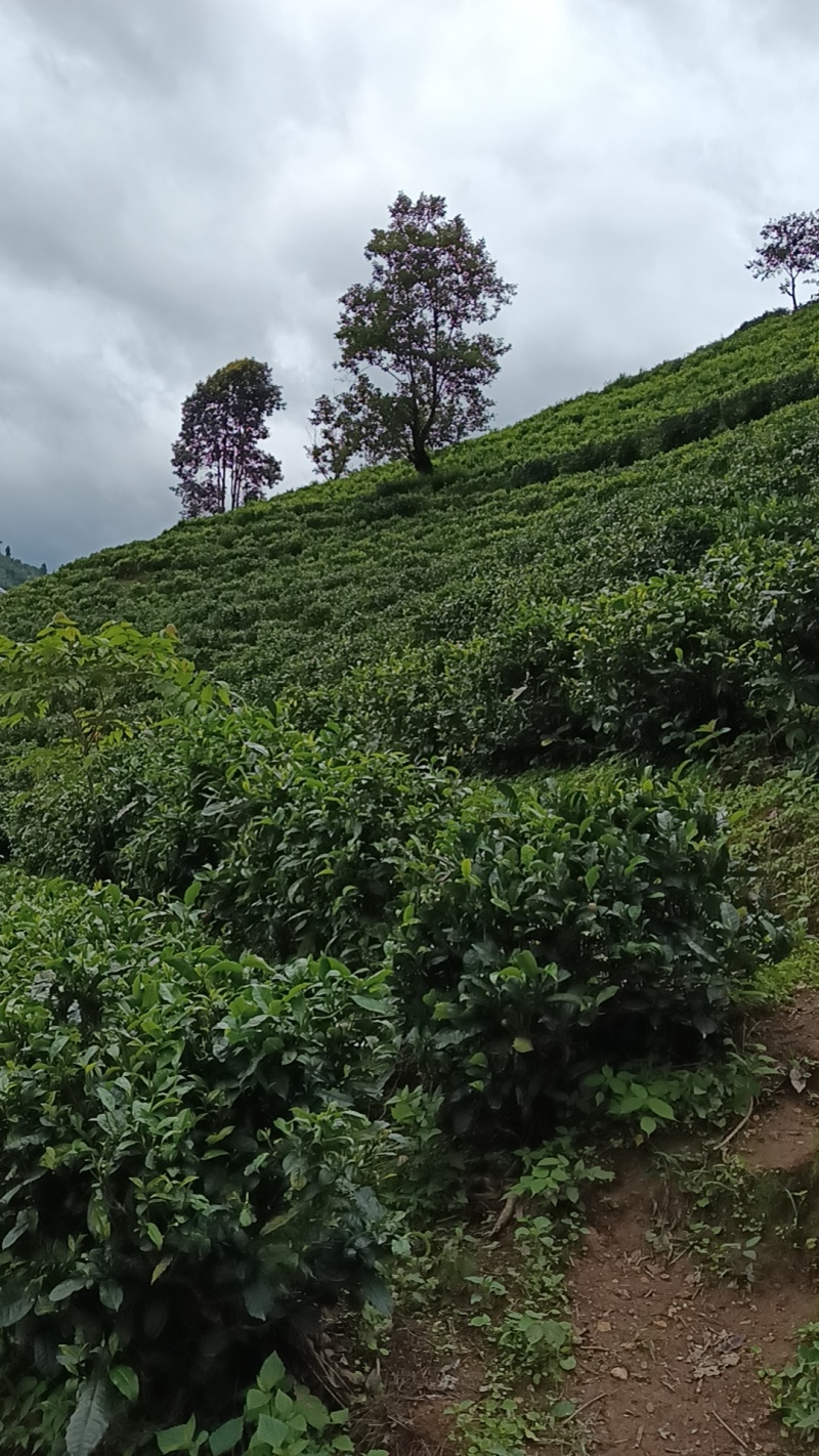 我卖的是纯手工绿茶制作，自家茶园采摘！