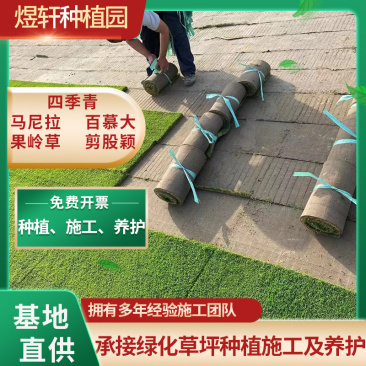 百慕大马尼拉草坪，四季青果岭草，兰引3号草坪草等基地直发