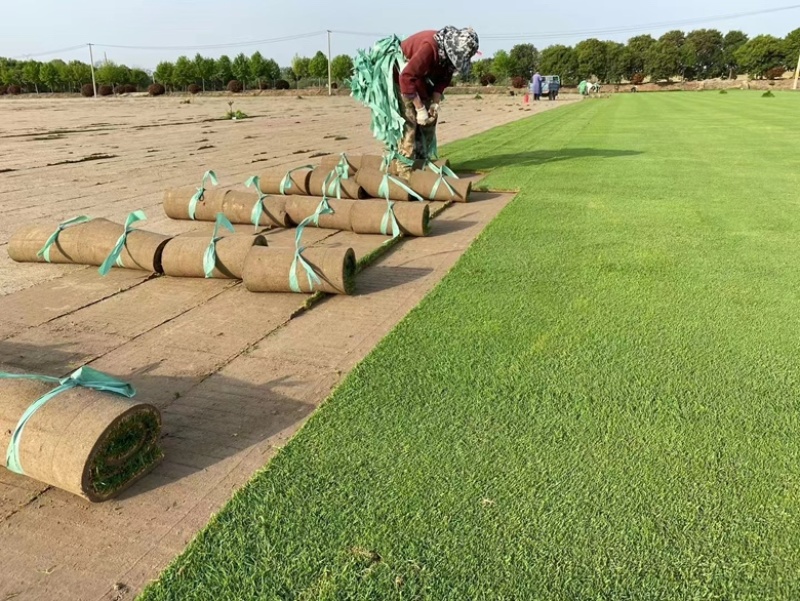 百慕大马尼拉草坪，四季青果岭草，兰引3号草坪草等基地直发