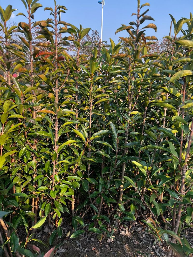 法国冬青基地直发，诚信苗木人，现挖现发，物美价廉
