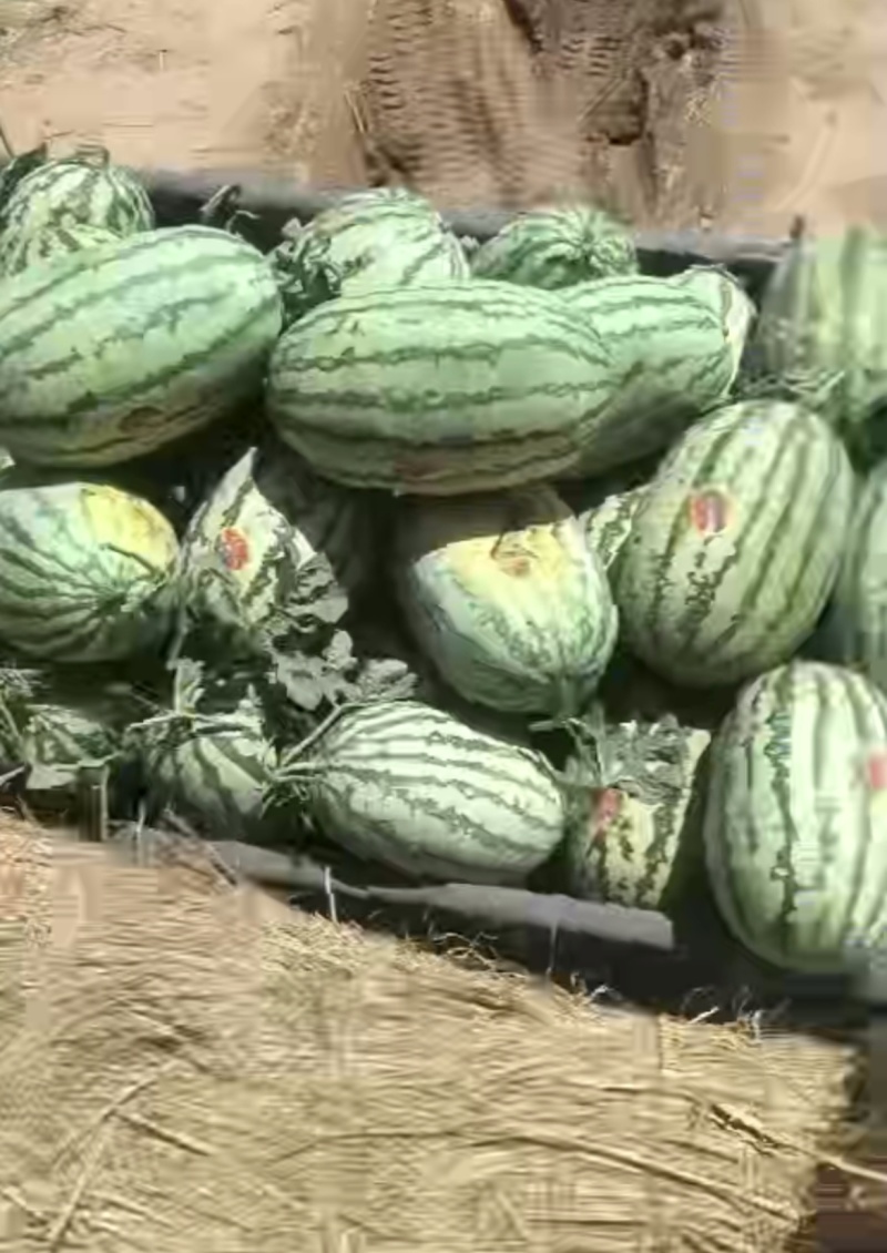 1实力推荐蒲城西瓜金花西瓜基地直供代发全国商超