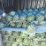 1实力推荐蒲城西瓜金花西瓜基地直供代发全国商超