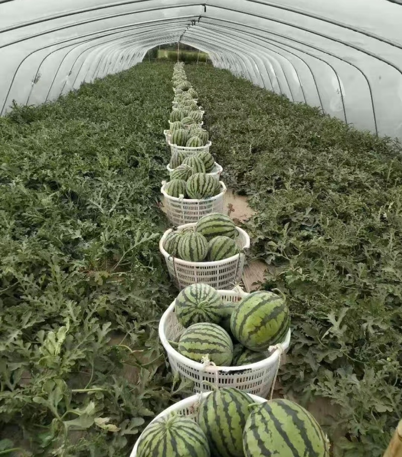 1推荐陕西蒲城西瓜美都西瓜包熟包甜基地直供实力代发