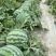 1推荐陕西蒲城西瓜美都西瓜包熟包甜基地直供实力代发