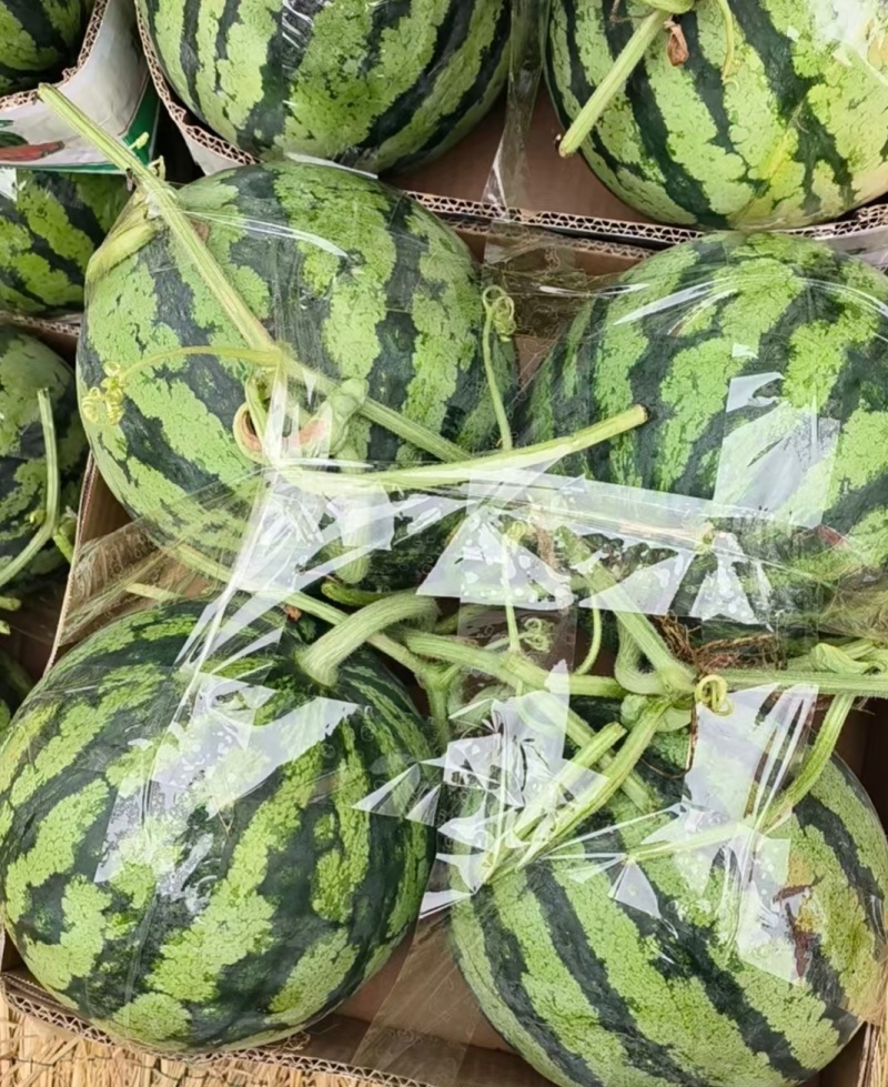 1推荐陕西蒲城西瓜美都西瓜包熟包甜基地直供实力代发