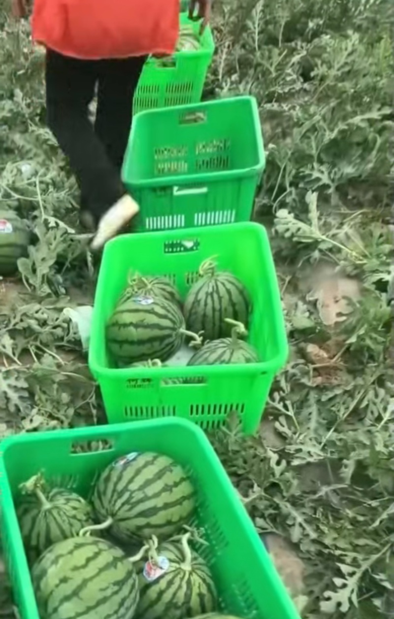 蒲城精品西瓜美都西瓜品质保证货源充足实力代发全国