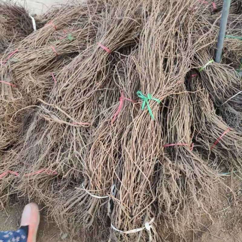 爬山虎三叶五叶爬山虎苗爬墙护坡绿化遮阳易成活