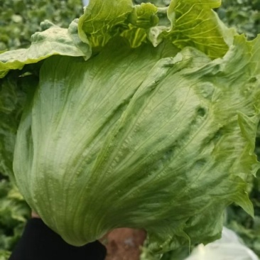 球生菜