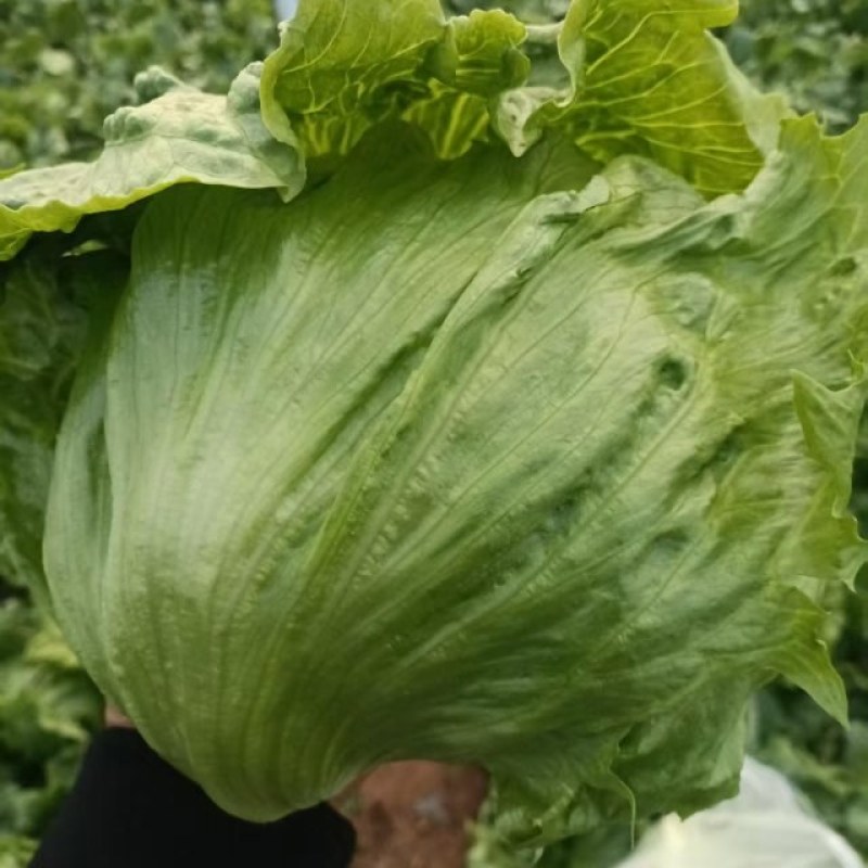 球生菜