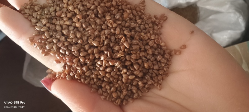 《苦荞茶》精选苦荞茶批发正宗黄苦荞香味浓郁黑苦荞茶大