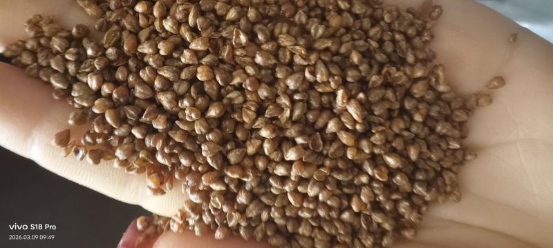 《苦荞茶》精选苦荞茶批发正宗黄苦荞香味浓郁黑苦荞茶大
