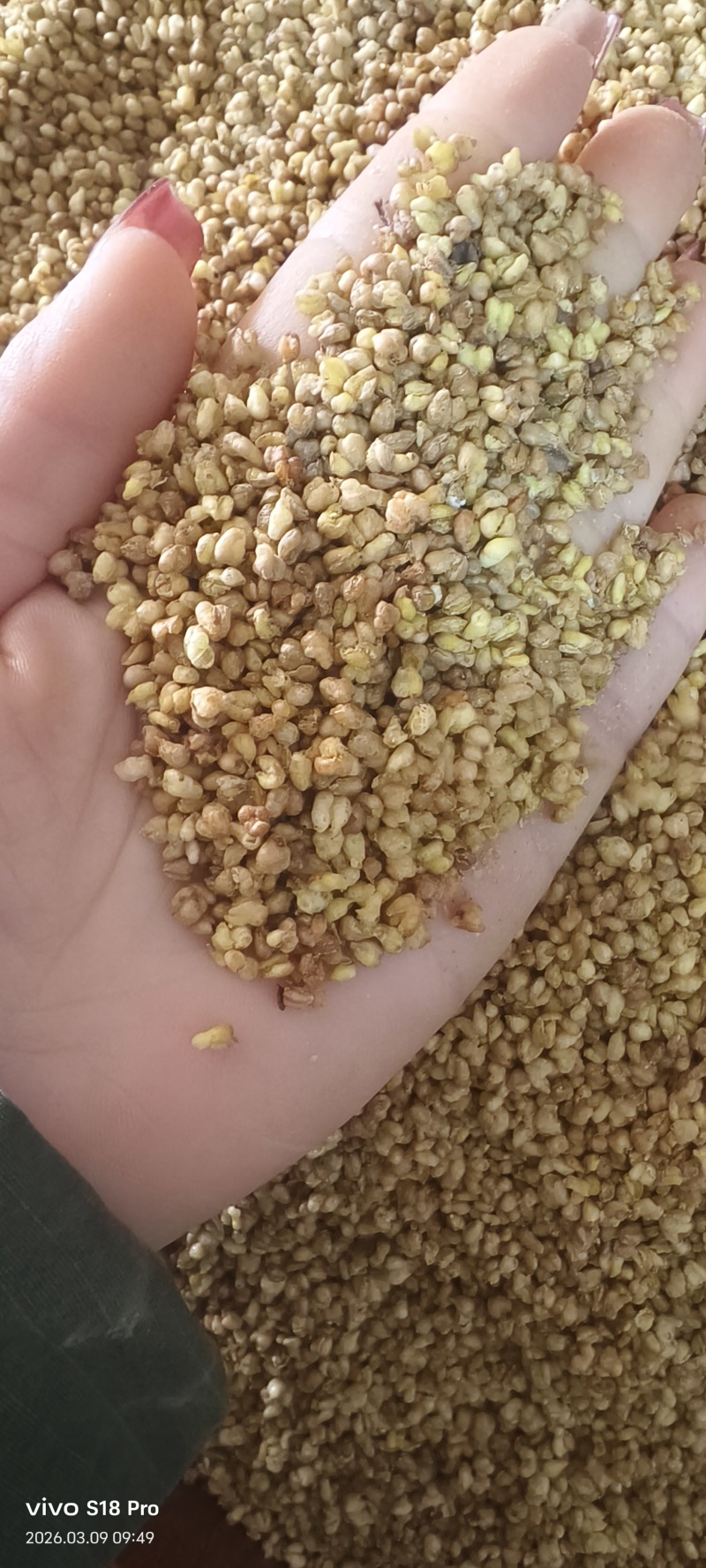 《苦荞茶》精选苦荞茶批发正宗黄苦荞香味浓郁黑苦荞茶大