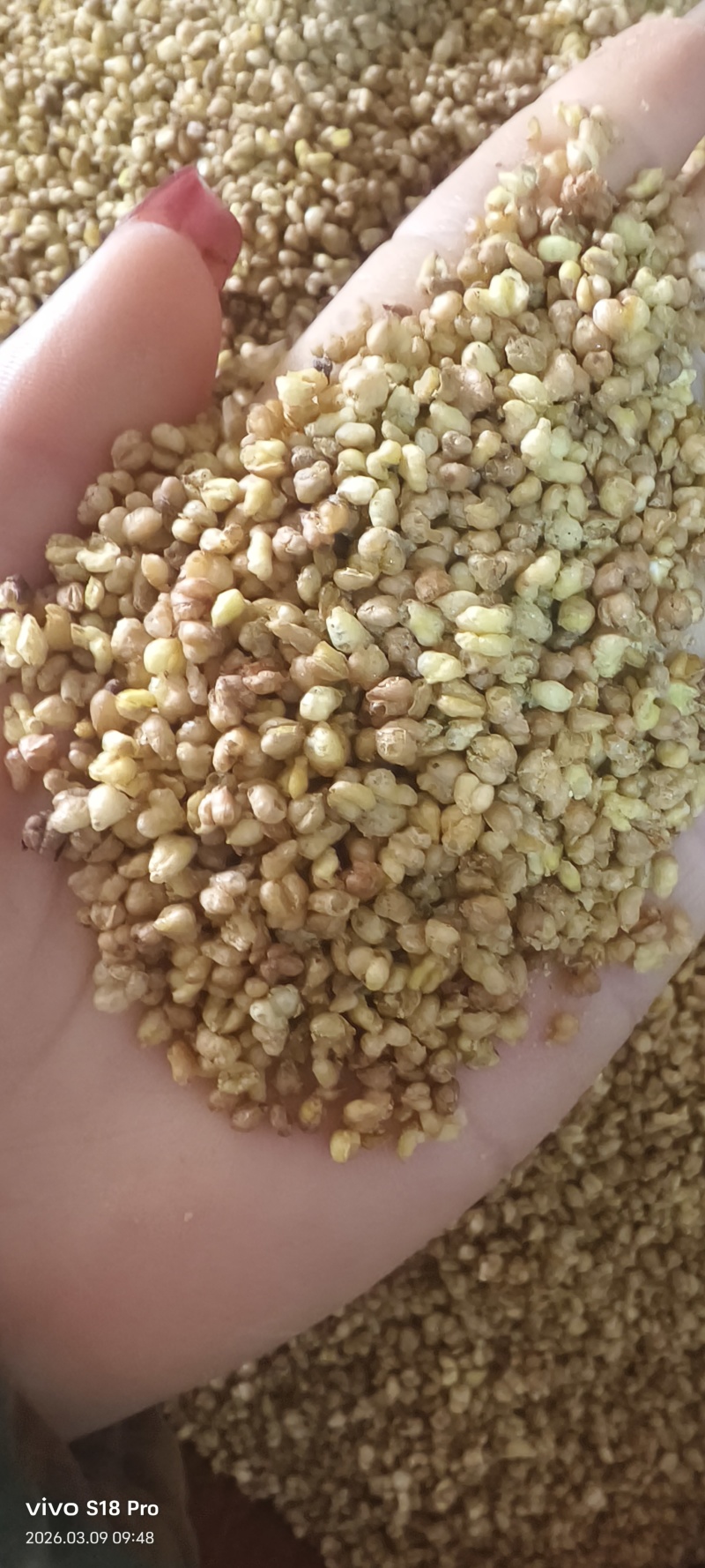 《苦荞茶》精选苦荞茶批发正宗黄苦荞香味浓郁黑苦荞茶大