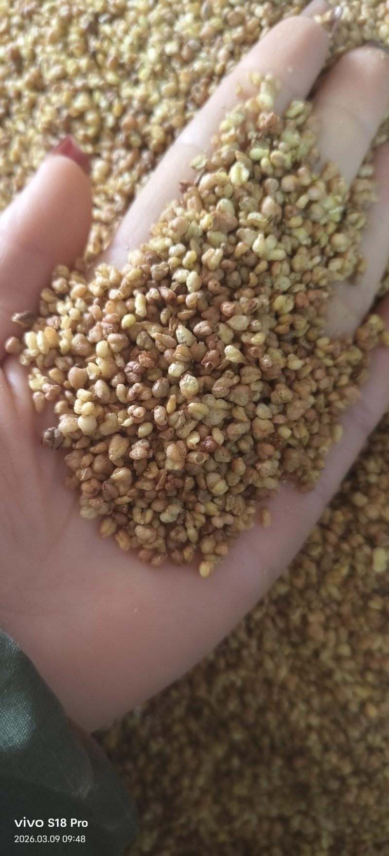 《苦荞茶》精选苦荞茶批发正宗黄苦荞香味浓郁黑苦荞茶大