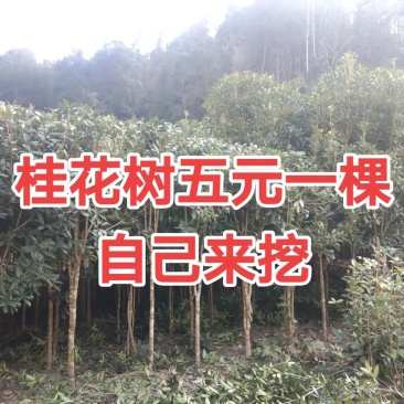 湖南丹桂20万株通通5元