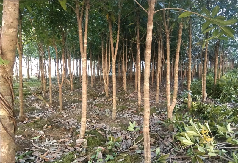 湖南丹桂20万株通通5元