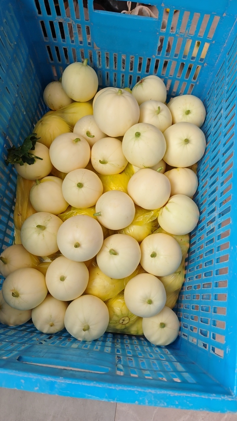 灵昆甜瓜