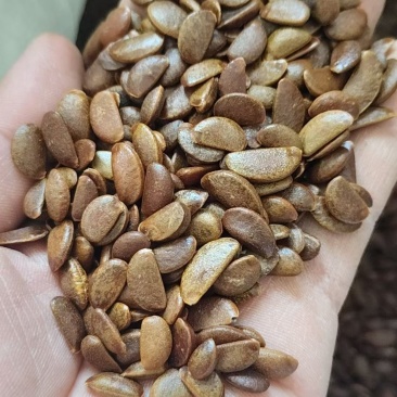 软枣种子纯新现货。致电***********