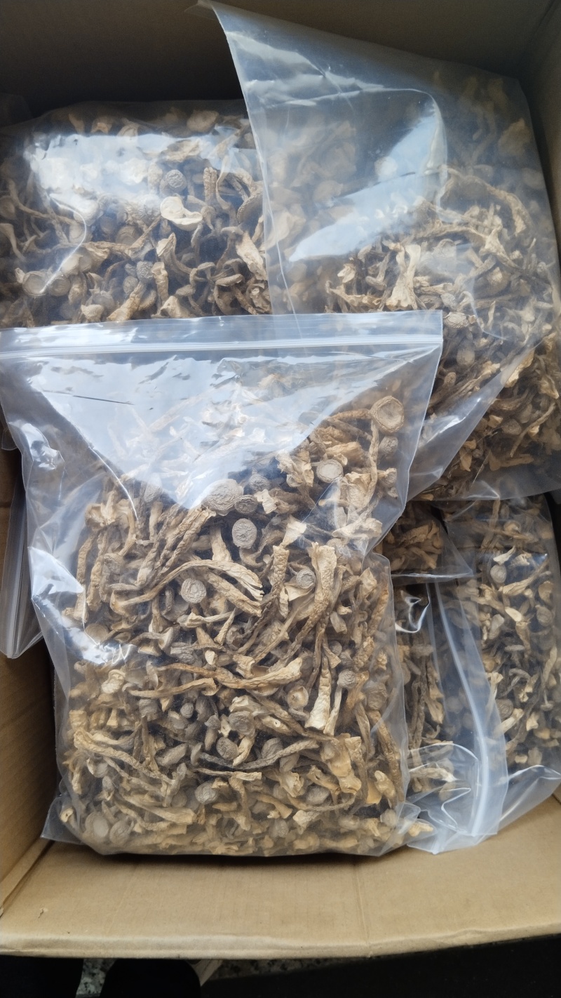 a特级鹿茸菇珍品好货高品质批发零售