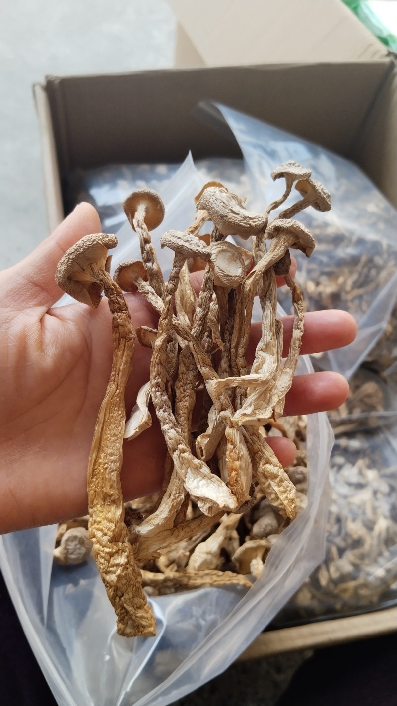 a特级鹿茸菇珍品好货高品质批发零售