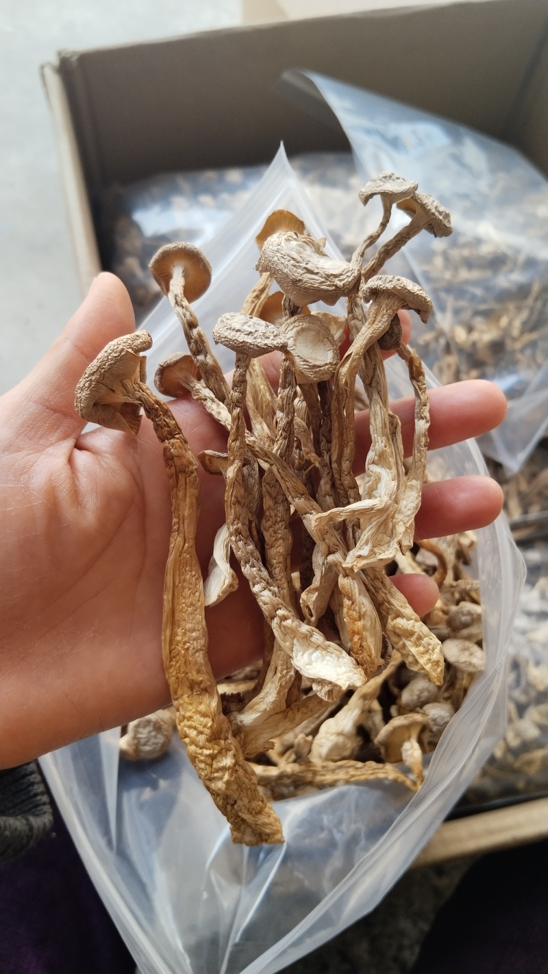 a特级鹿茸菇珍品好货高品质批发零售