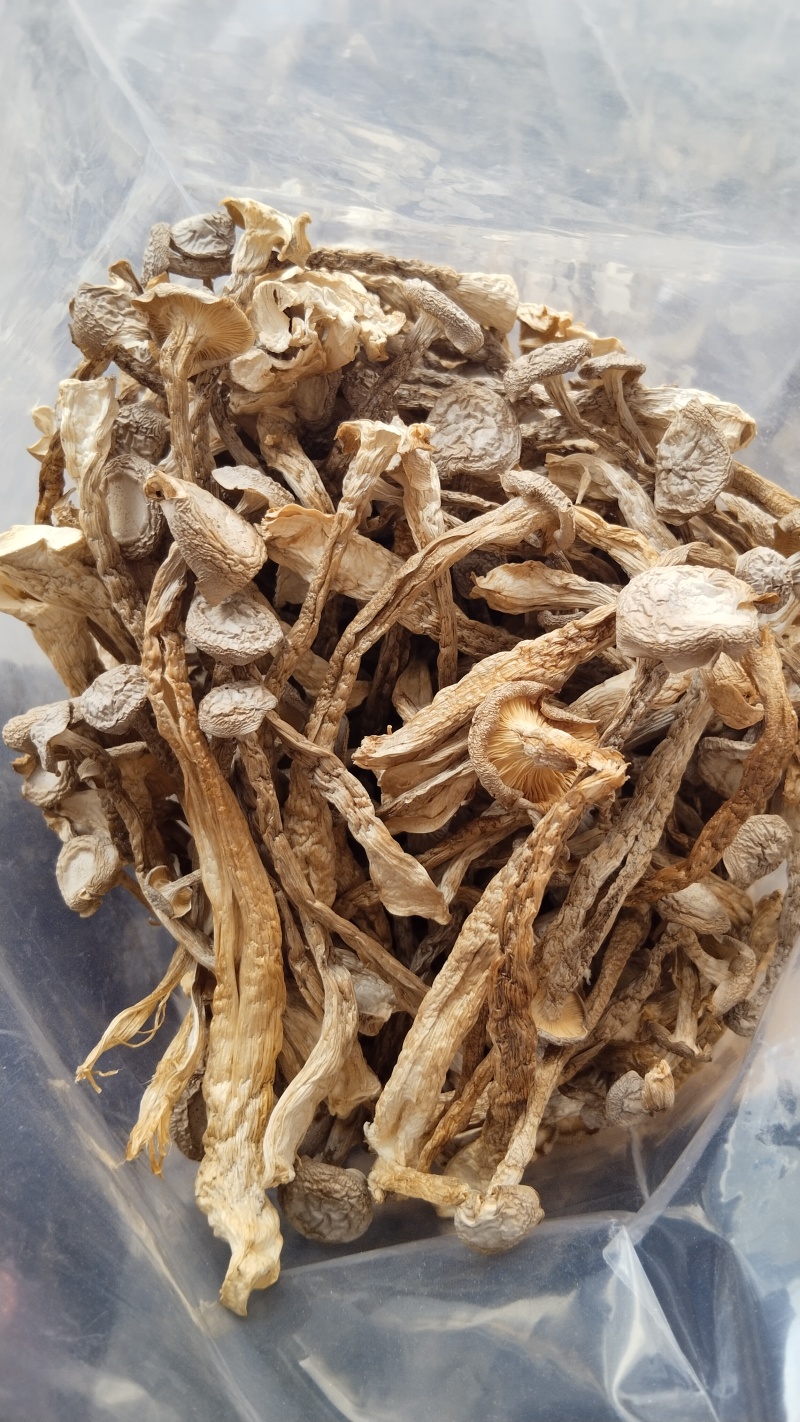 a特级鹿茸菇珍品好货高品质批发零售