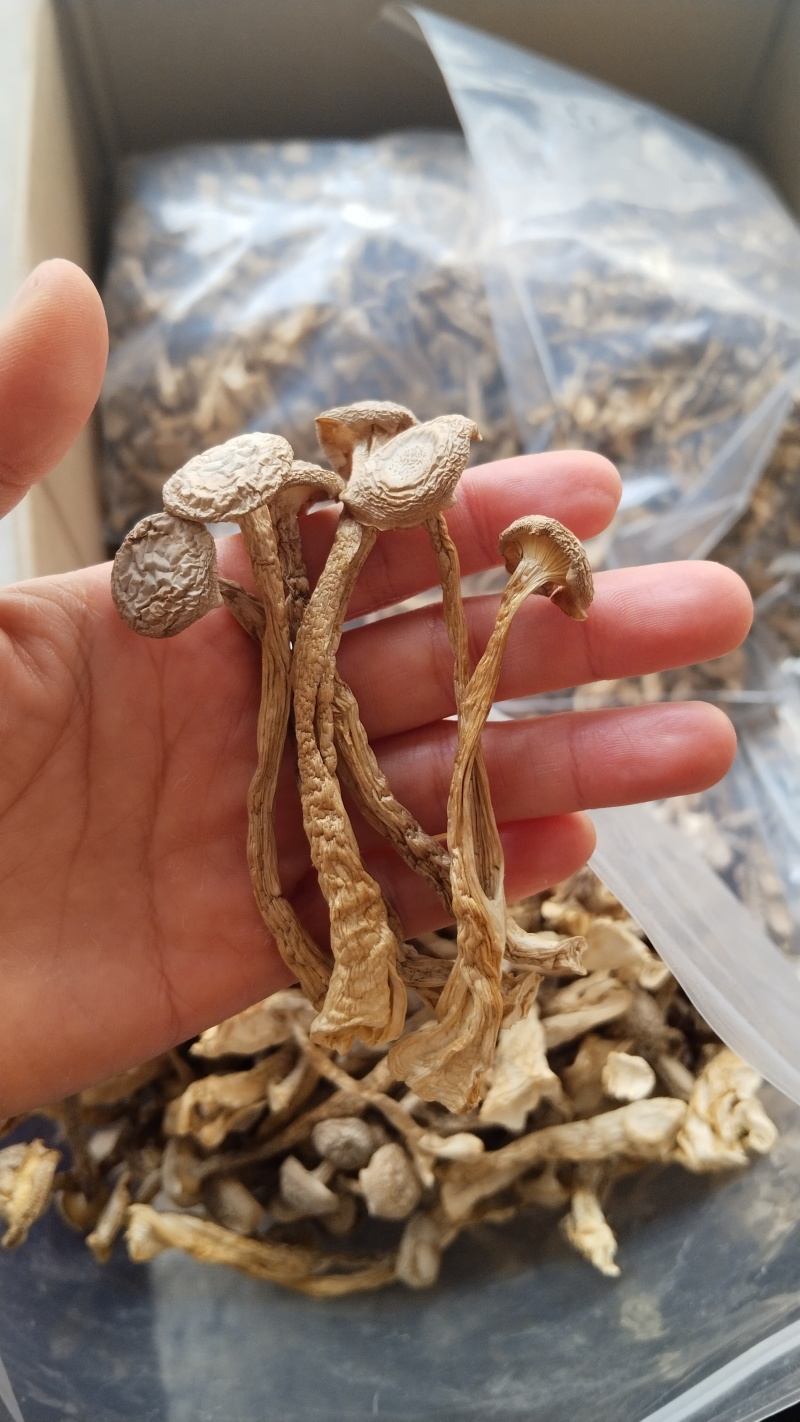 a特级鹿茸菇珍品好货高品质批发零售