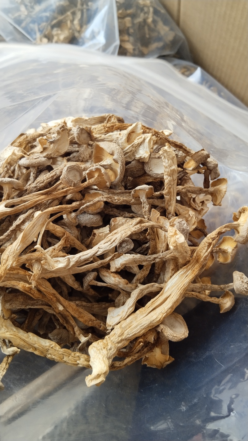 a特级鹿茸菇珍品好货高品质批发零售