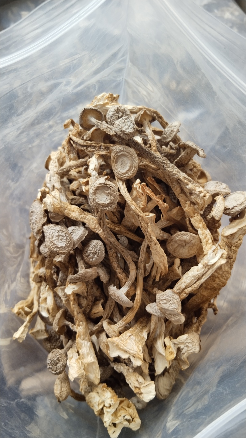a特级鹿茸菇珍品好货高品质批发零售