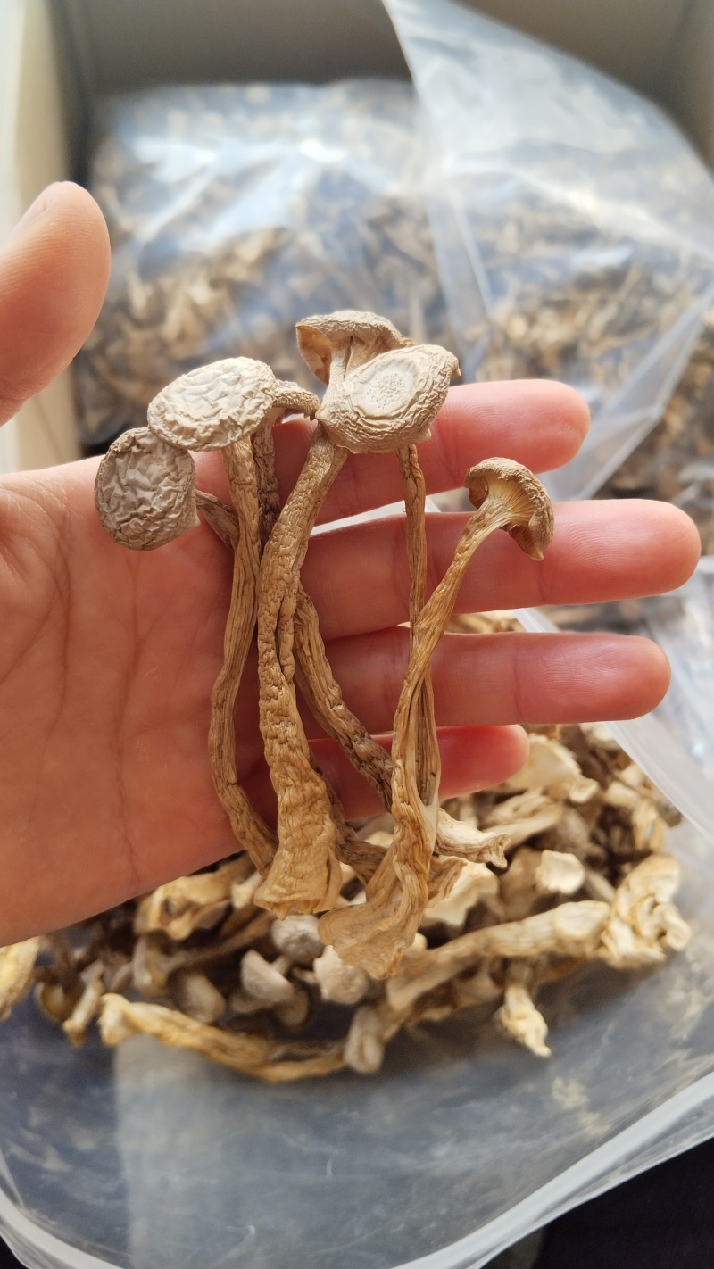 a特级鹿茸菇珍品好货高品质批发零售