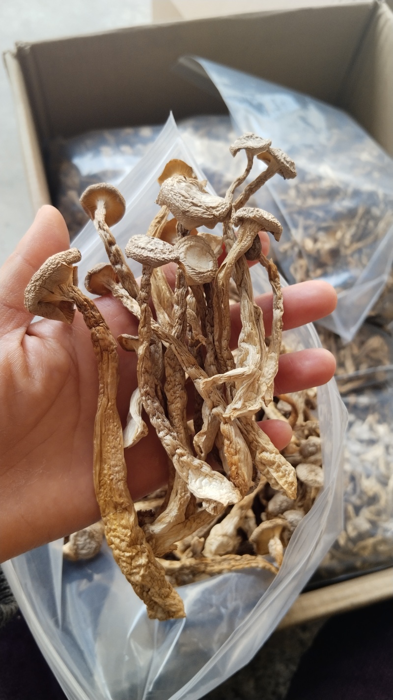 a特级鹿茸菇珍品好货高品质批发零售