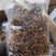 a特级鹿茸菇珍品好货高品质批发零售