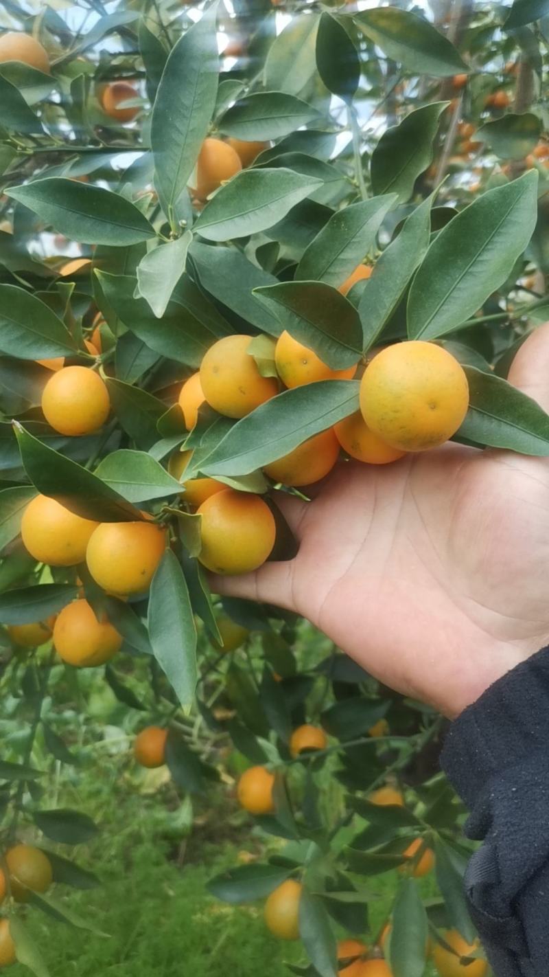广西脆皮金桔，甜度高，颜色好，果面靓，汁水足