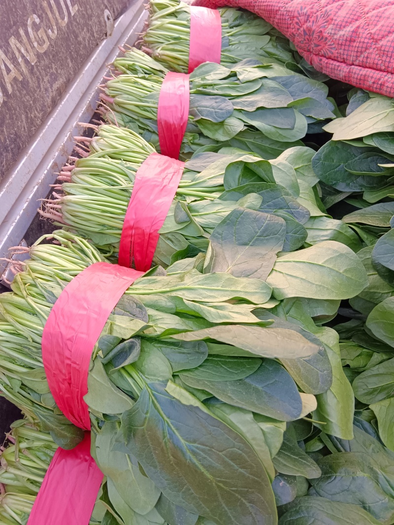 优质大叶菠菜千亩基地产地直发
