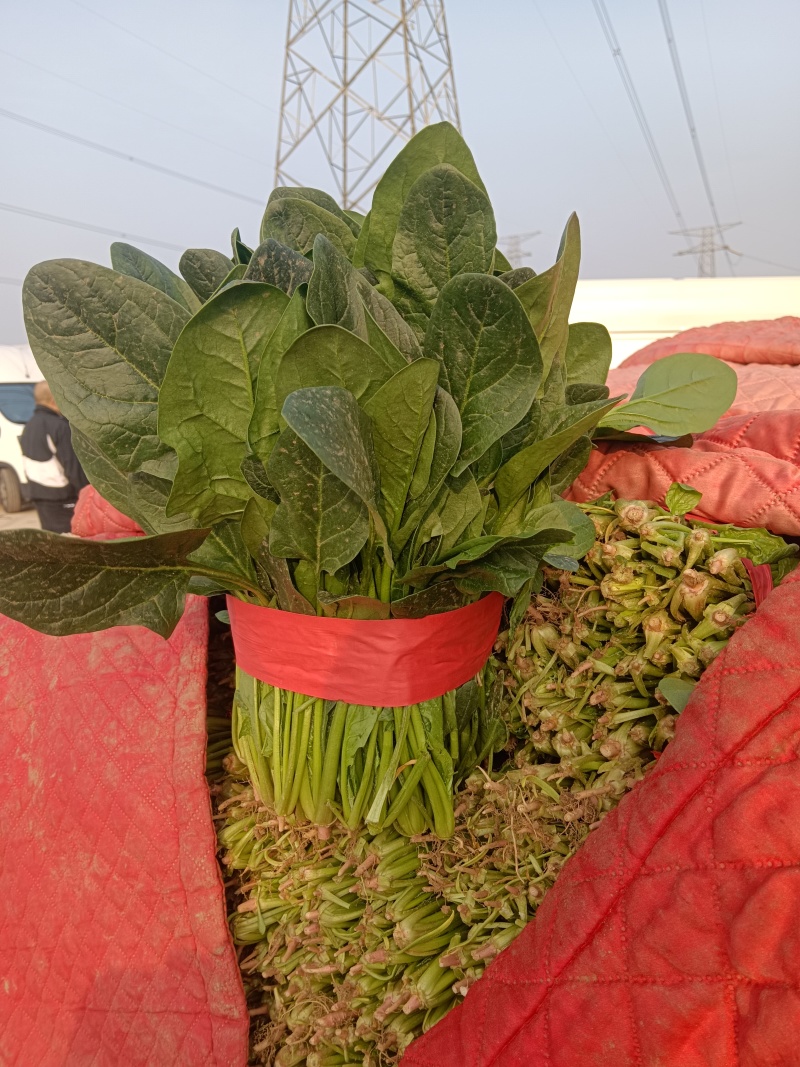 优质大叶菠菜千亩基地产地直发