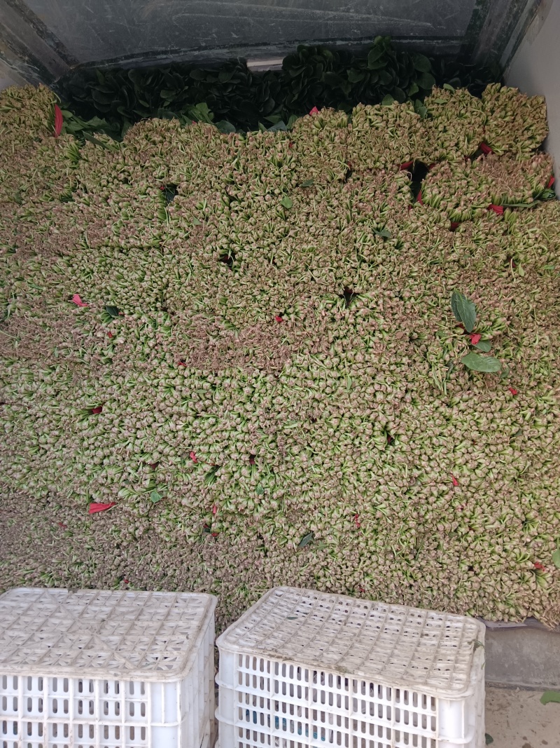 优质大叶菠菜千亩基地产地直发