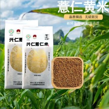 兴仁精品薏仁黄米500g袋装无硫新货产地直供批发