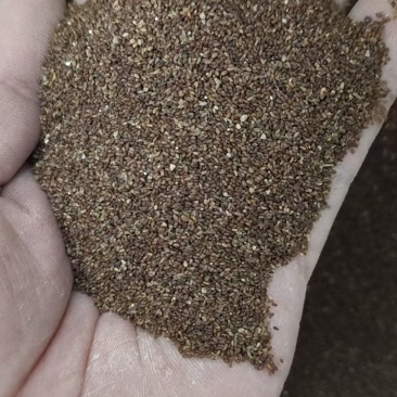 精品秦艽种子高标准发芽率致电***********